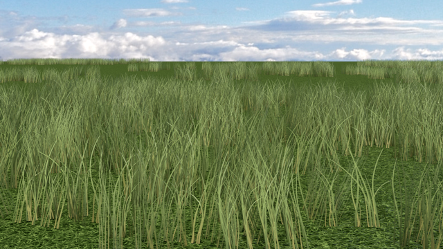 Grass test